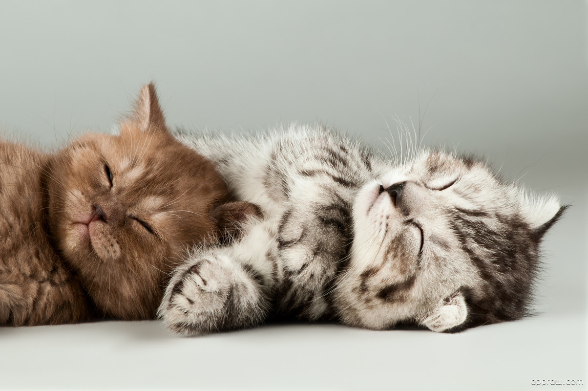 Two Cute Kittens Sleeping Wallpaper download - Kitten HD Wallpaper - Appraw
