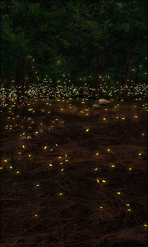 Fireflies Live Wallpaper Free Android Live Wallpaper download - Appraw