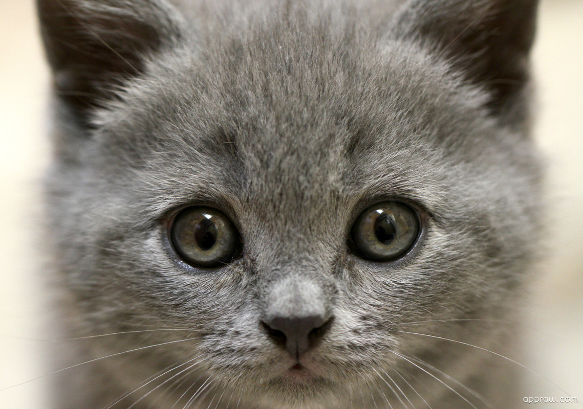 Cute Grey Kitten Wallpaper download - Cat HD Wallpaper - Appraw