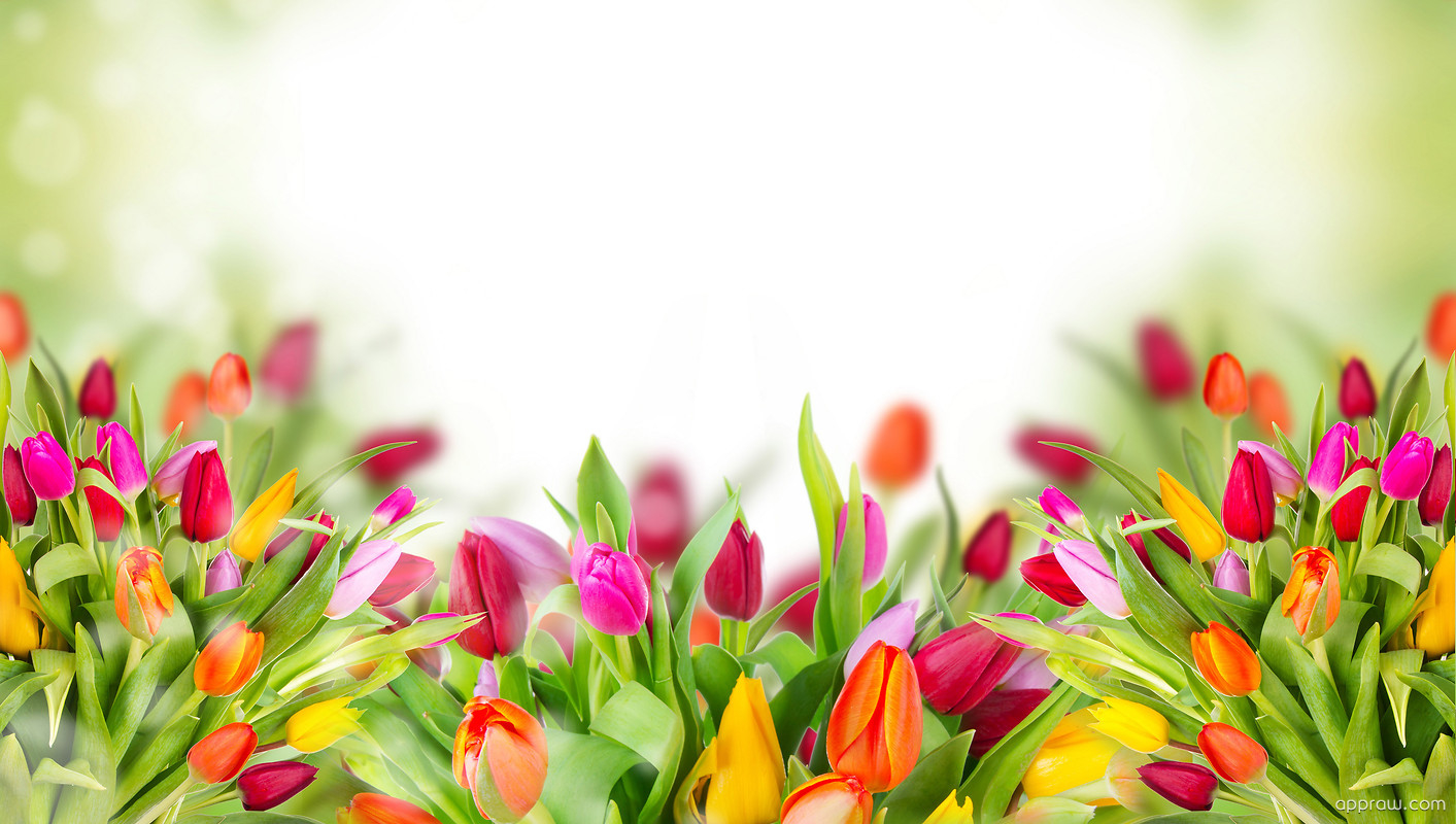 Colourful Flowers Wallpaper download - Flower HD Wallpaper - Appraw