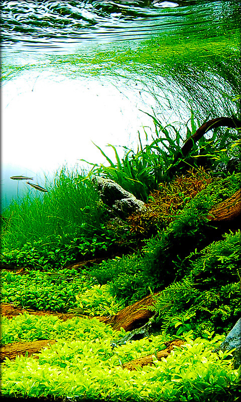 Aquarium Live Wallpaper Free Android Live Wallpaper download - Appraw