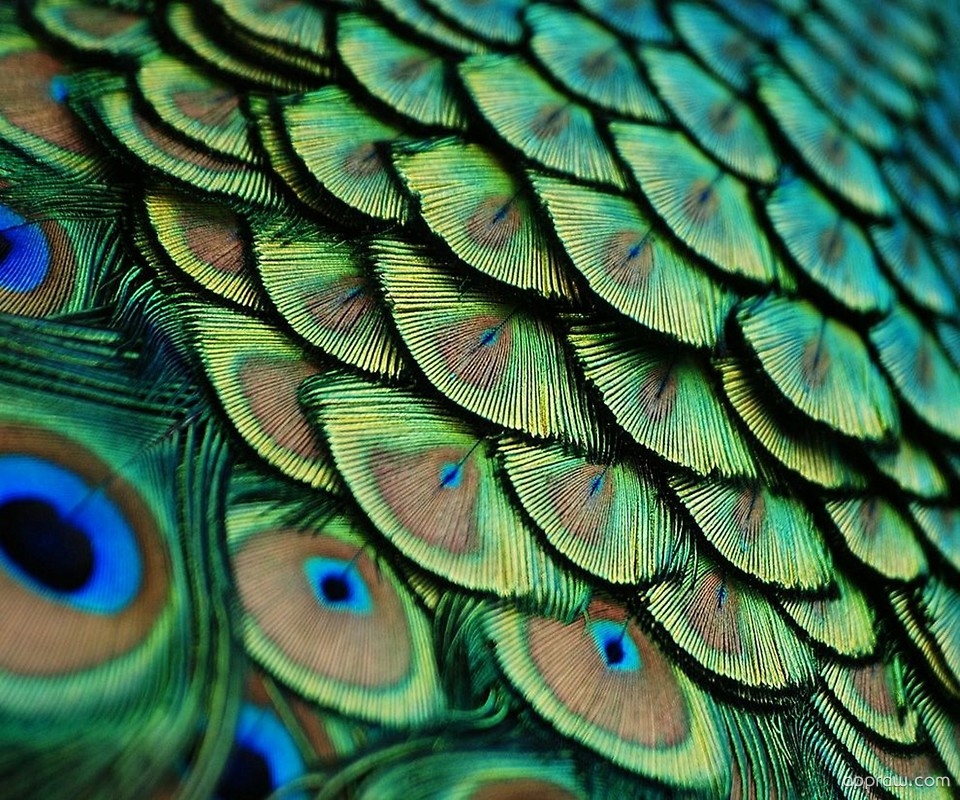 Beautiful Peacock Feathers Wallpaper download - Peacock HD Wallpaper -  Appraw