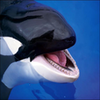 Orca Wallpapers HD Icon