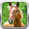3D Horse Simulator Game Free Icon