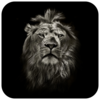 Lion King CM Locker Theme Icon