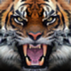 Tiger Live Wallpaper Icon
