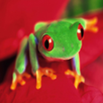 Frog wallpapers Icon