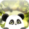 Panda Chub Live Wallpaper Icon