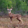 Whitetail Deer Calls Icon