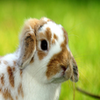 Bunny Wallpapers HD Icon