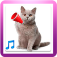 Cat Sounds Icon