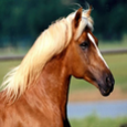Horse Wallpapers HD Icon