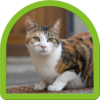 Cat Puzzle - Best For Kids Icon