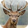 Deer Hunter: 3D Sniper Shooter Icon