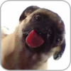 Dog Licker Live Wallpaper FREE Icon