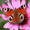 Butterfly Wallpapers HD Icon