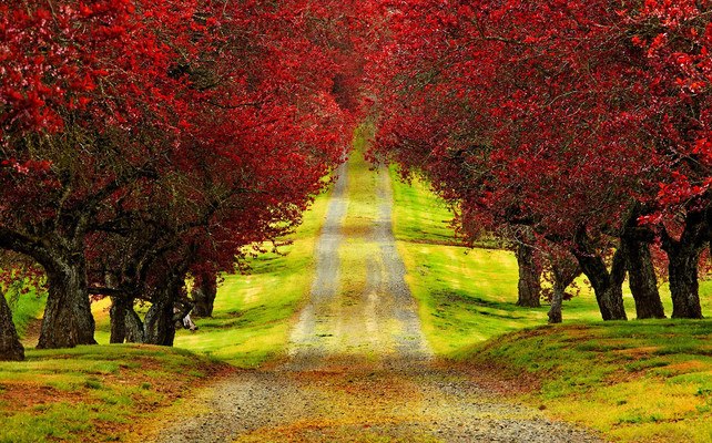 Autumn Tree Lined Road