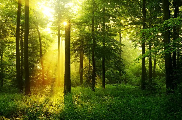 Sun Shining Through Forest