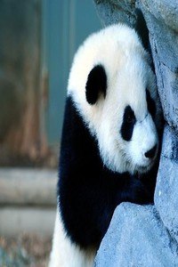 Panda Wallpapers HD