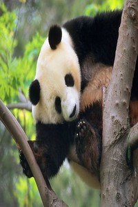 Panda Wallpapers HD