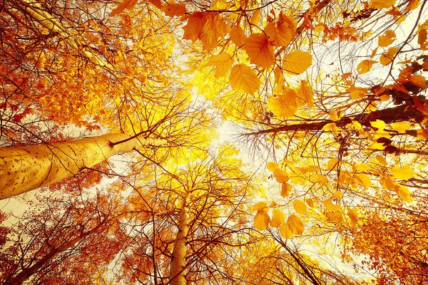 Autumn Trees Skylight