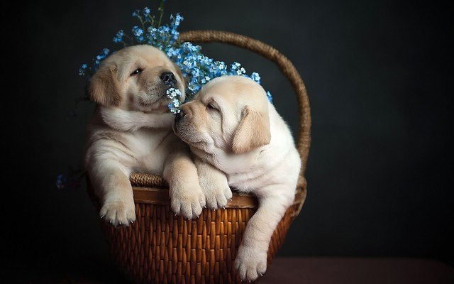 Two Cute Dogs