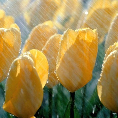 Tulips Rain