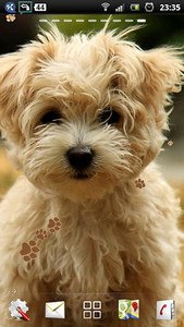 Cute Puppy Live Wallpaper