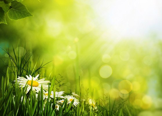 Bokeh Daisies