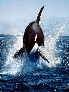 Orca Wallpapers HD