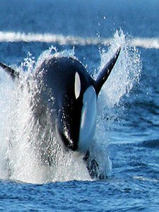 Orca Wallpapers HD