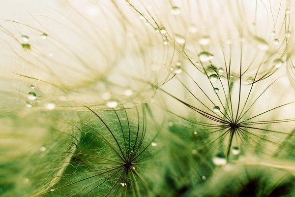 Dandelion Rain Drops
