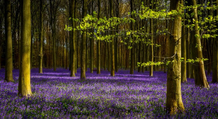 Purple Forest