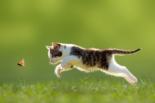 Cat Chases Butterfly