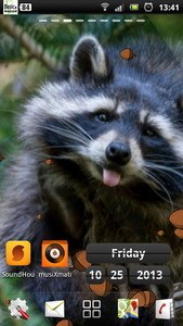 Raccoon live wallpaper