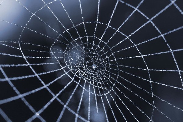 Wet Spiders Web