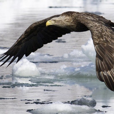 Flight Of An Eagle