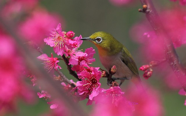 Bird And Flowers