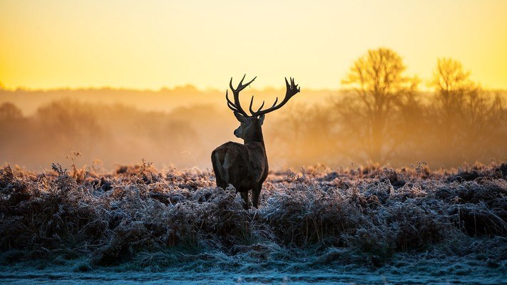 Morning Deer
