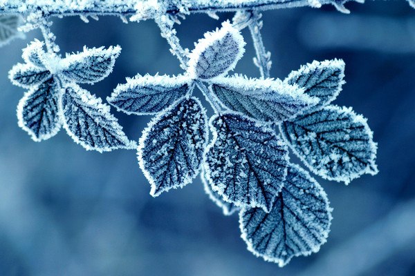 Icy Leaves