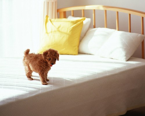 Cute Dog On Bed