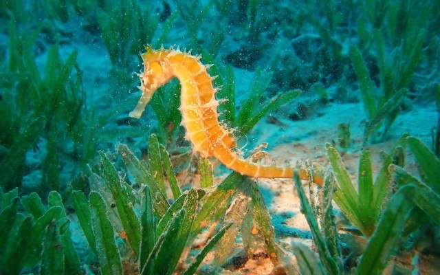 Sea Horse Underwater