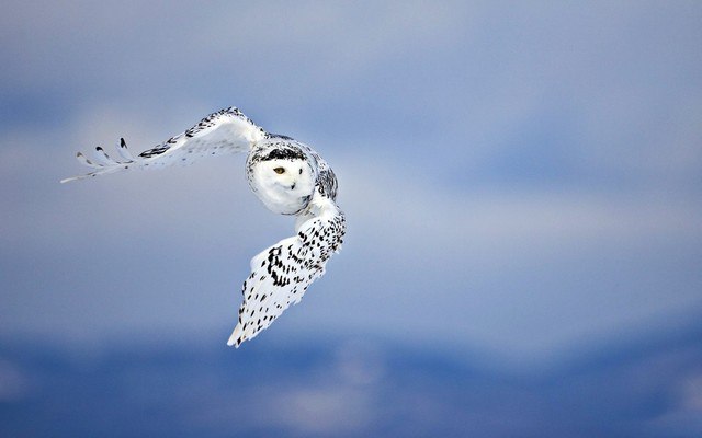 Owl Flight