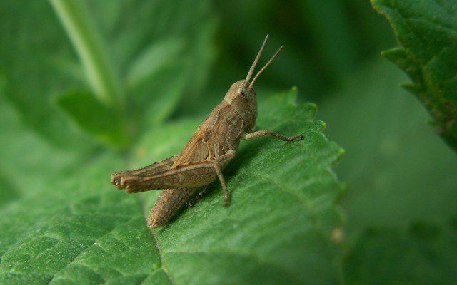 Grasshopper