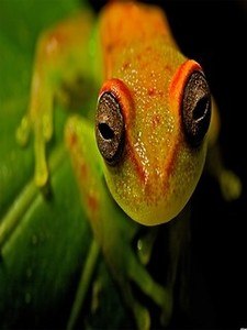 Frog wallpapers