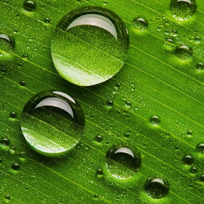HD Leaf Water Droplets