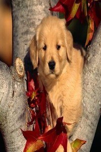 Puppy wallpapers HD