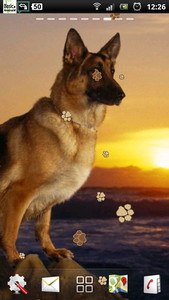 German Shepherd Dog LWP