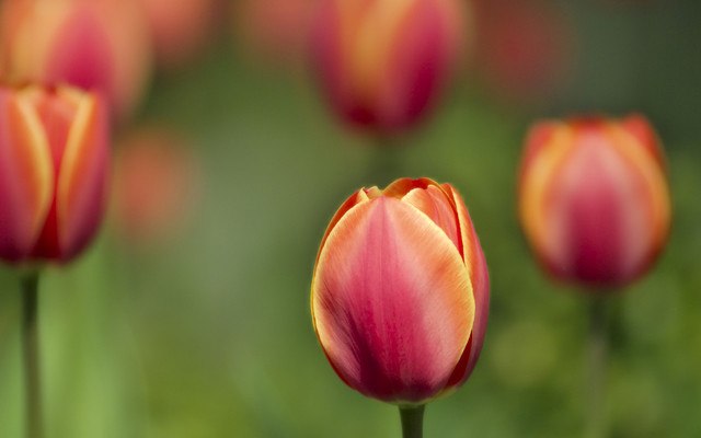 Tulips Bokeh