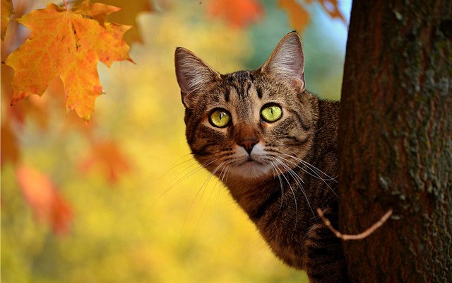 Cat Autumn